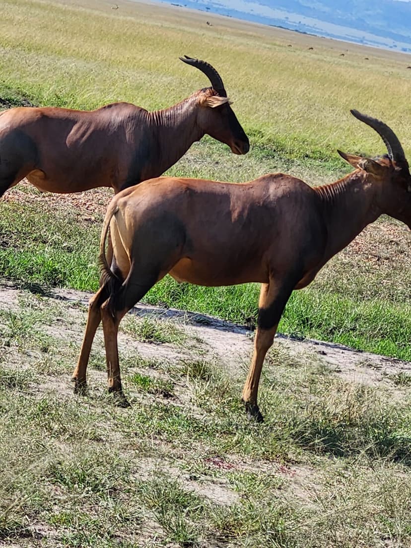 Migration Safaris