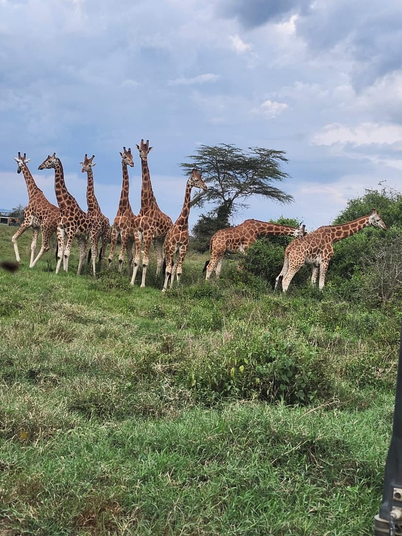 The Royal Kenya Odyssey – 15 Days / 14 Nights