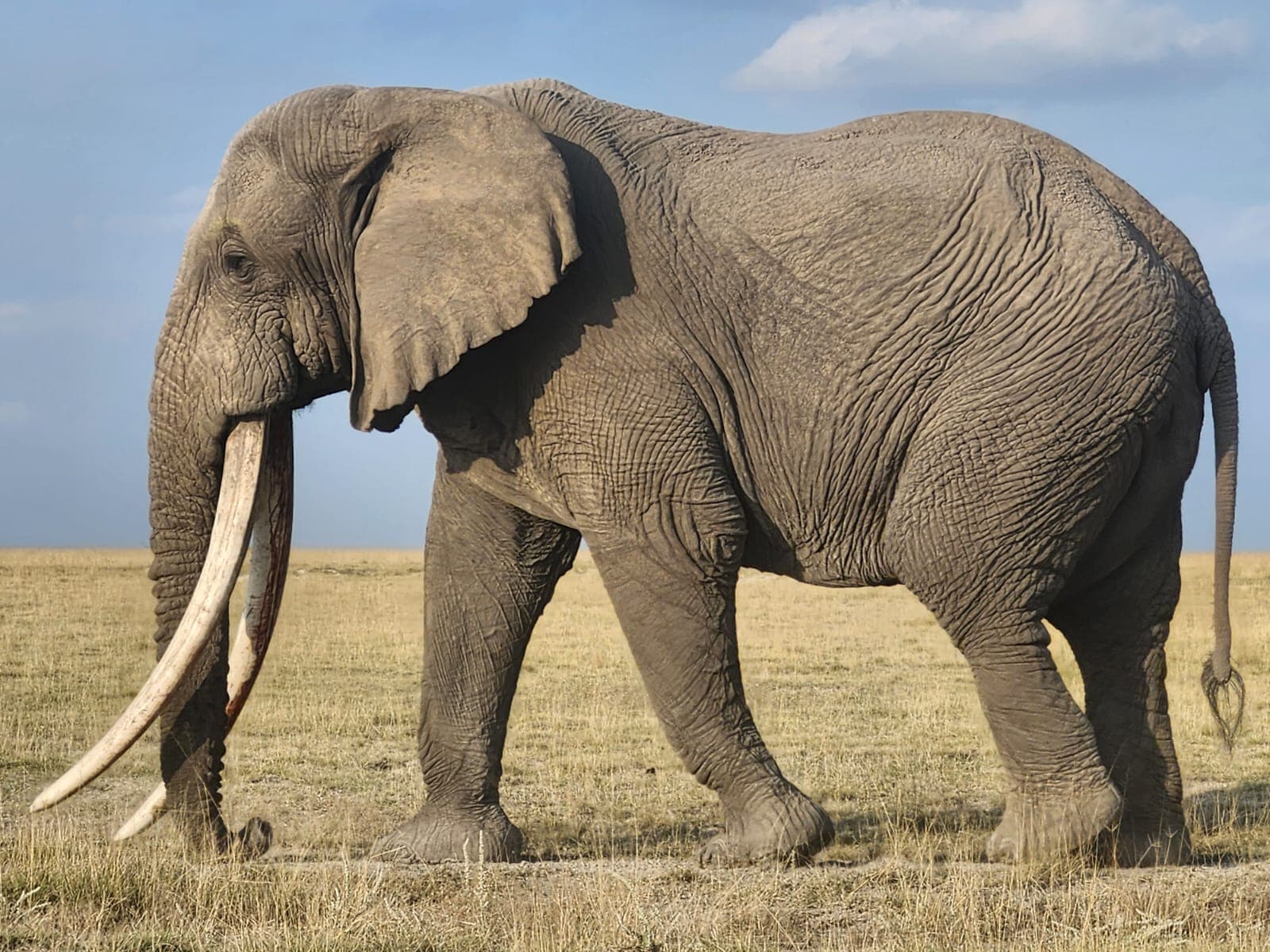 The Serengeti Splendor – 12 Days / 11 Nights