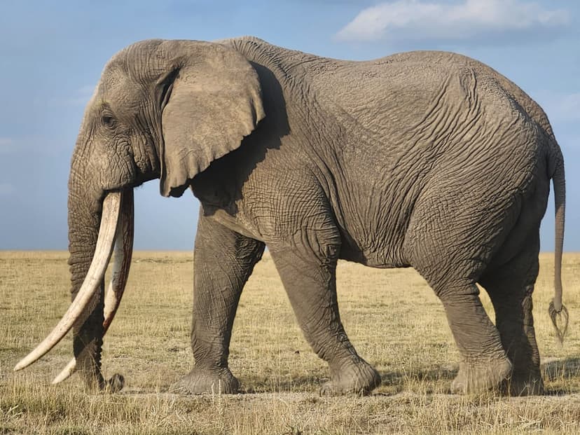 The Serengeti Splendor – 12 Days / 11 Nights