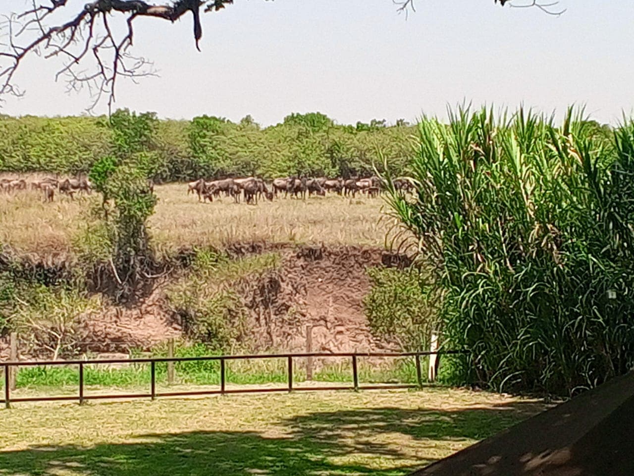 Ngorongoro Serena Safari Lodge