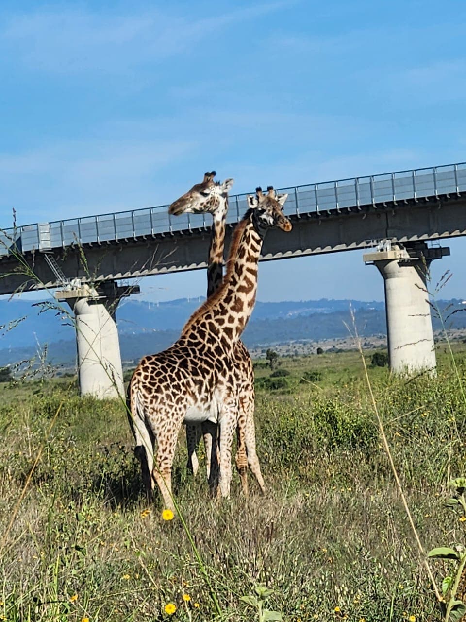 Kilaguni Serena Safari Lodge