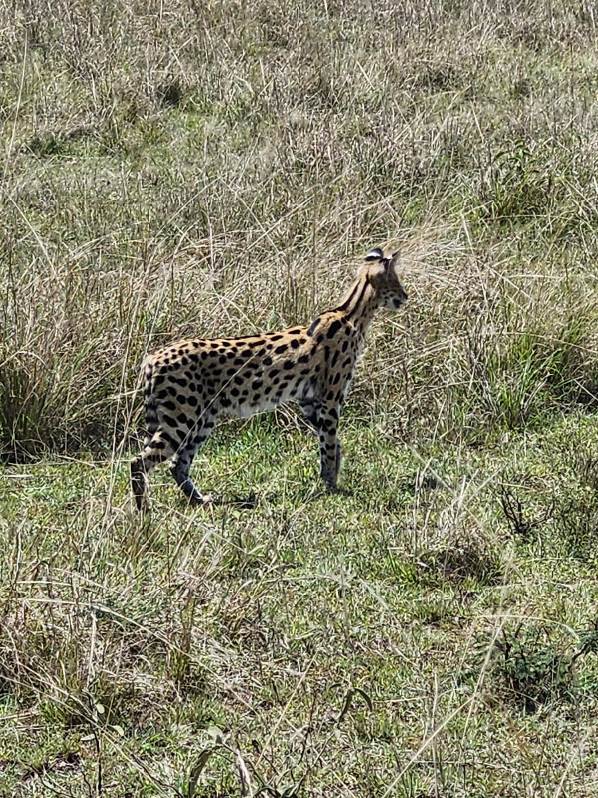 The Wilderness Odyssey – 11 Days / 10 Nights