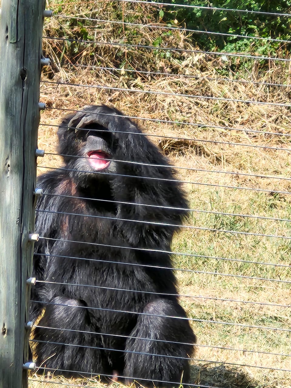 The Serengeti Splendor